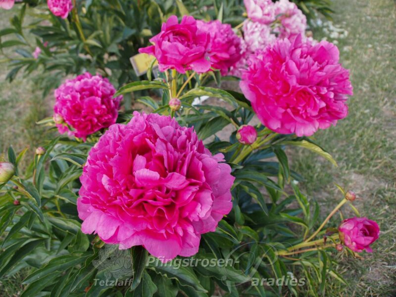 Dr. h.c. Steffen Dr. h.c. Steffen