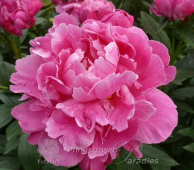 Dr. Alexander Fleming