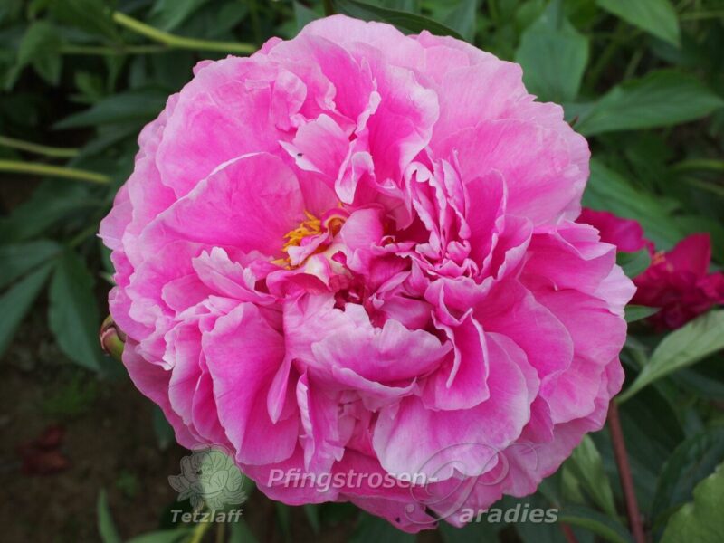 Dr. Alexander Fleming