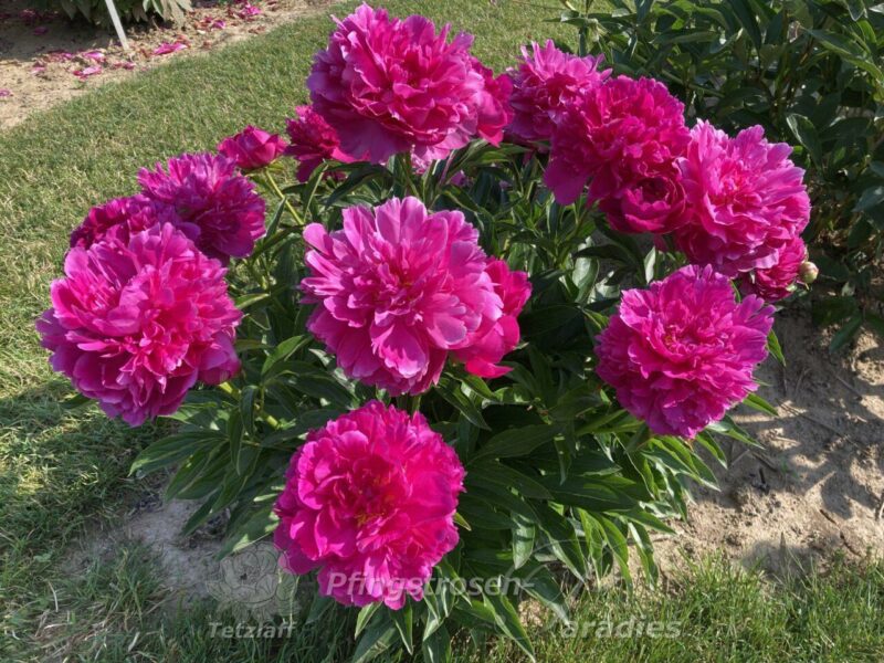 Dr. h.c. Steffen Dr. h.c. Steffen