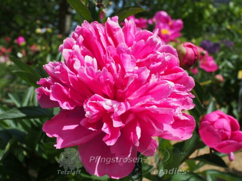 Edulis Superba Edulis Superba