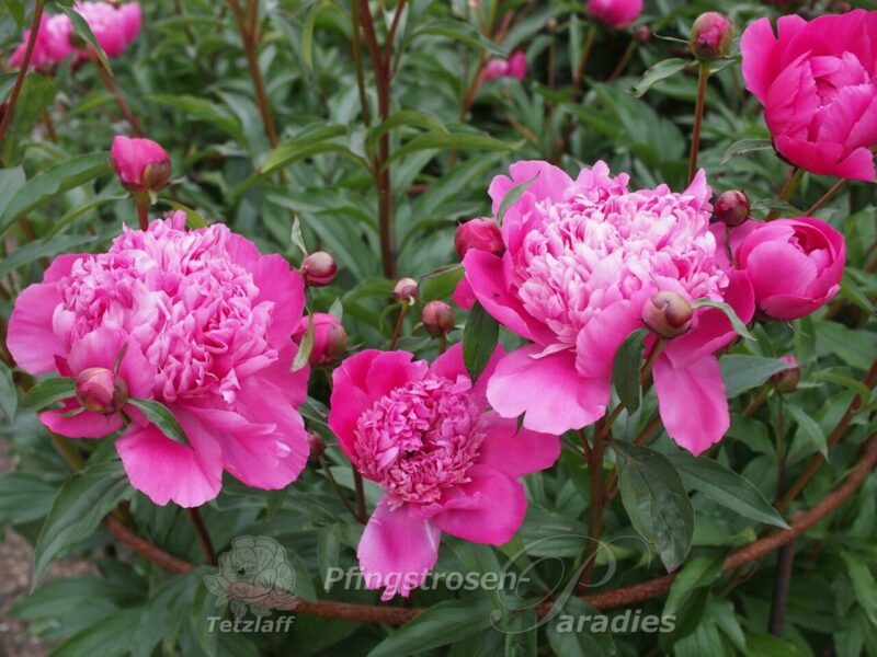 Edulis Superba Edulis Superba