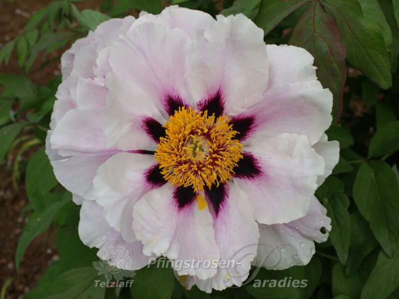 Ezra Pound Rockii Ezra Pound