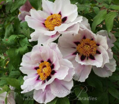 Ezra Pound Ezra Pound