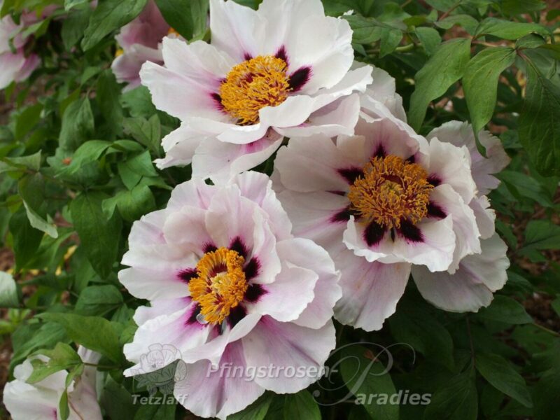 Ezra Pound Ezra Pound