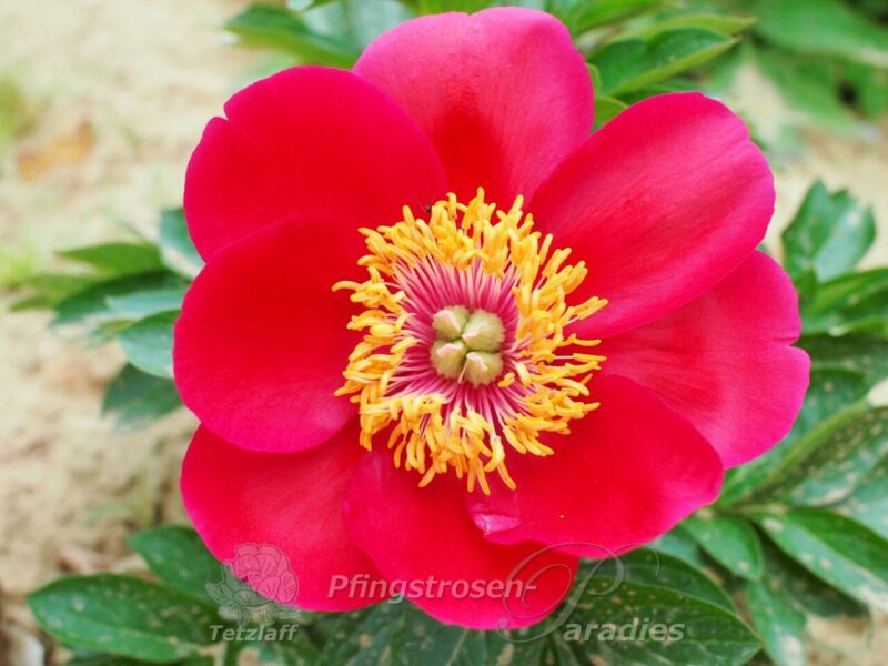 Fairy Princess Fairy Princess