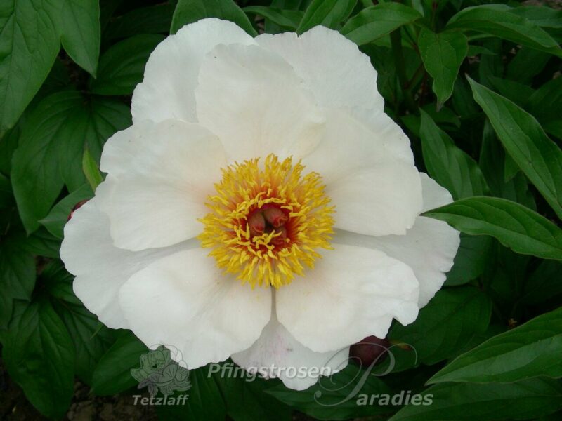 Garden Peace Garden Peace