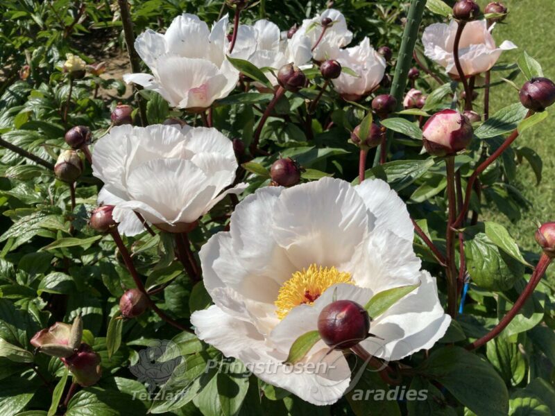 Garden Peace Garden Peace