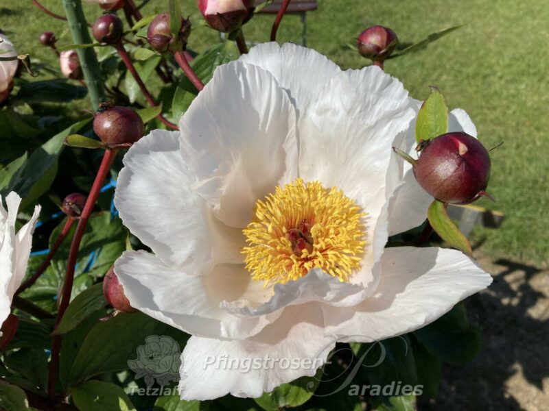 Garden Peace Garden Peace