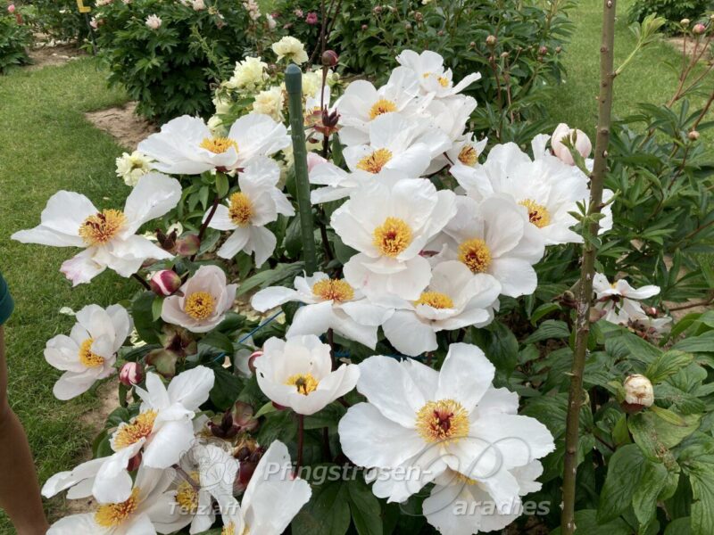 Garden Peace Garden Peace