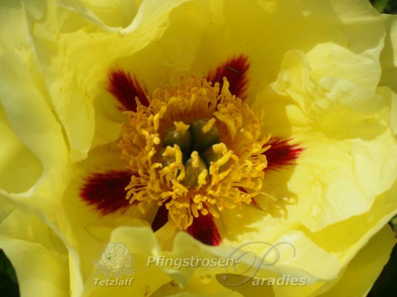 Souvenir de Lothar Parlasca Souvenir de Lothar Parlasca