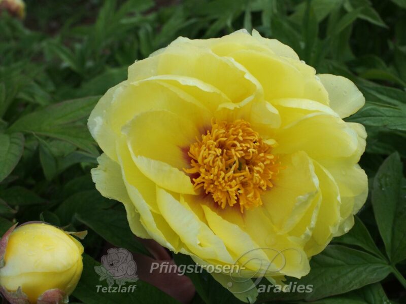gelbe Strauchpfingstrose High Noon