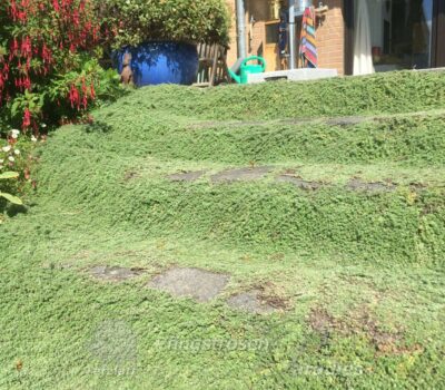 Thymus praecox var. pseudolanugionsus