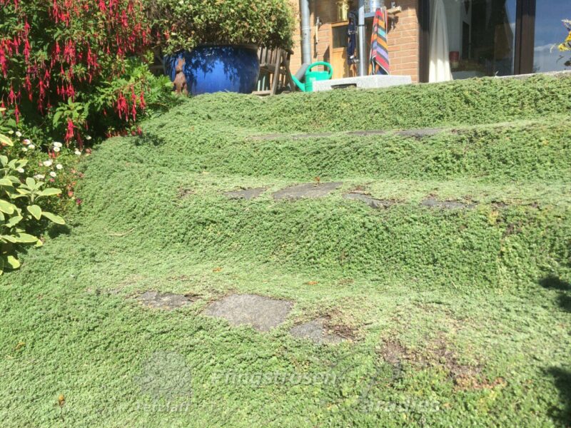 Thymus praecox var. pseudolanugionsus