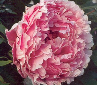 Jaqueline Fravacques