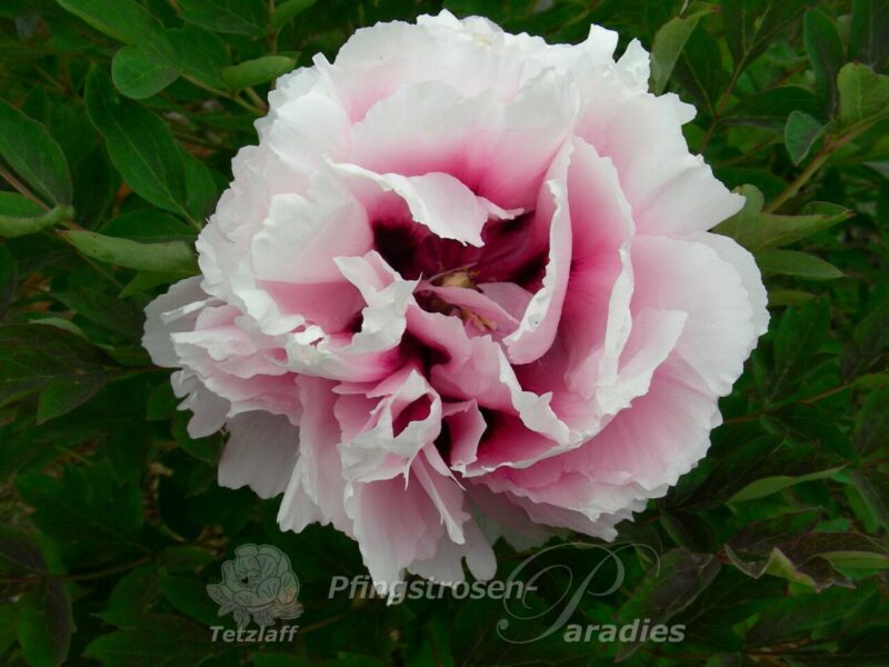 Jin Jao Lou Jin Jao Lou