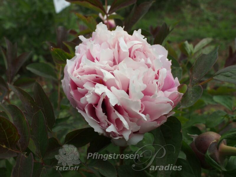 Jin Jao Lou Jin Jao Lou