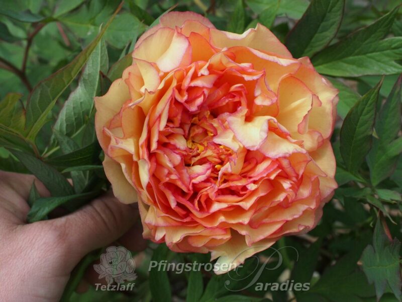 Kinkaku (Souvenir de Maxime Cornu)