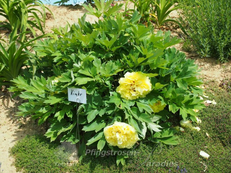 Alice Harding / Kinko