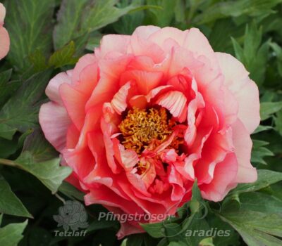 Late Valencia Late Valencia