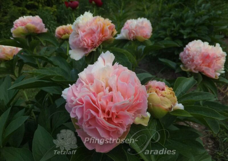 Lois' Choice Lois' Choice