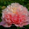 Pfingstrose Lois' Choice Peony Lois' Choice