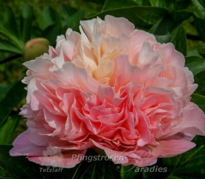 Peony Lois' Choice