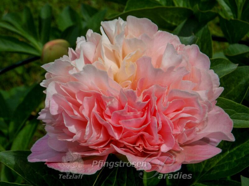 Pfingstrose Lois' Choice Peony Lois' Choice