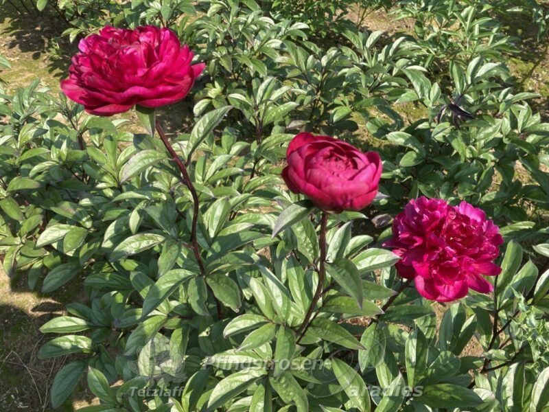 Madame Gaudichau Madame Gaudichau