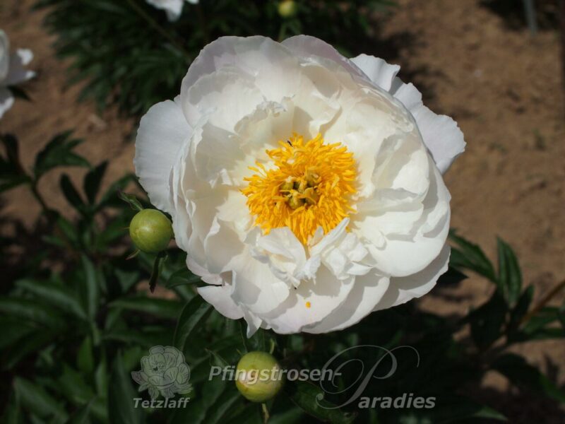 Miss America Miss America