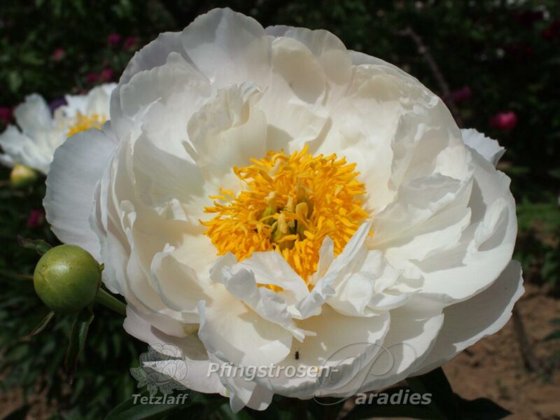 Miss America Miss America