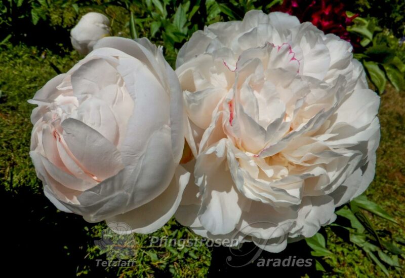 Nick Shaylor Nick Shaylor