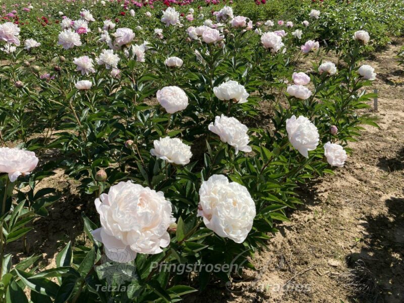 Nick Shaylor Nick Shaylor