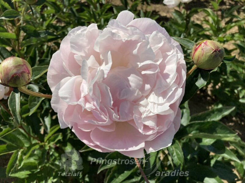 Nick Shaylor Nick Shaylor