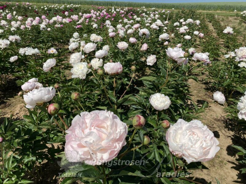 Nick Shaylor Nick Shaylor