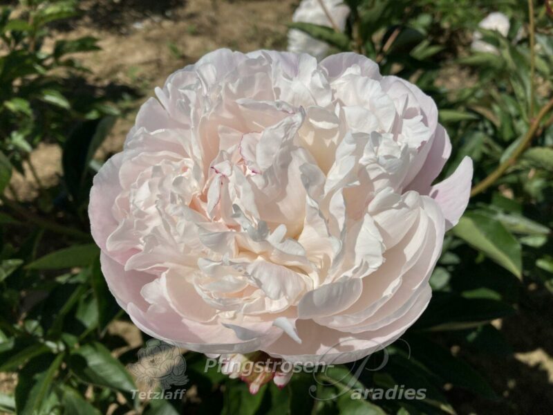 Nick Shaylor Nick Shaylor