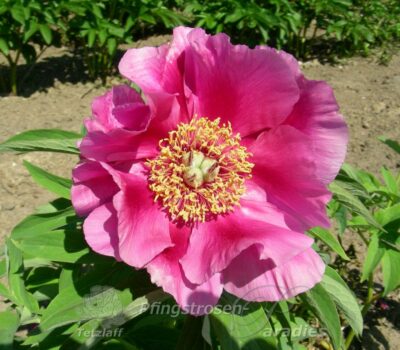 P. anomala sup. mascula