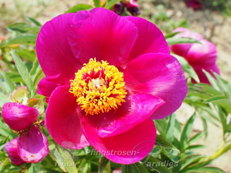 P. off. ssp. banatica