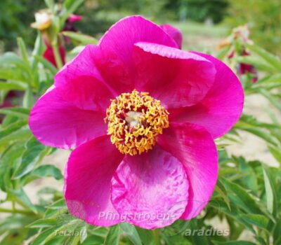 P. off. ssp. banatica