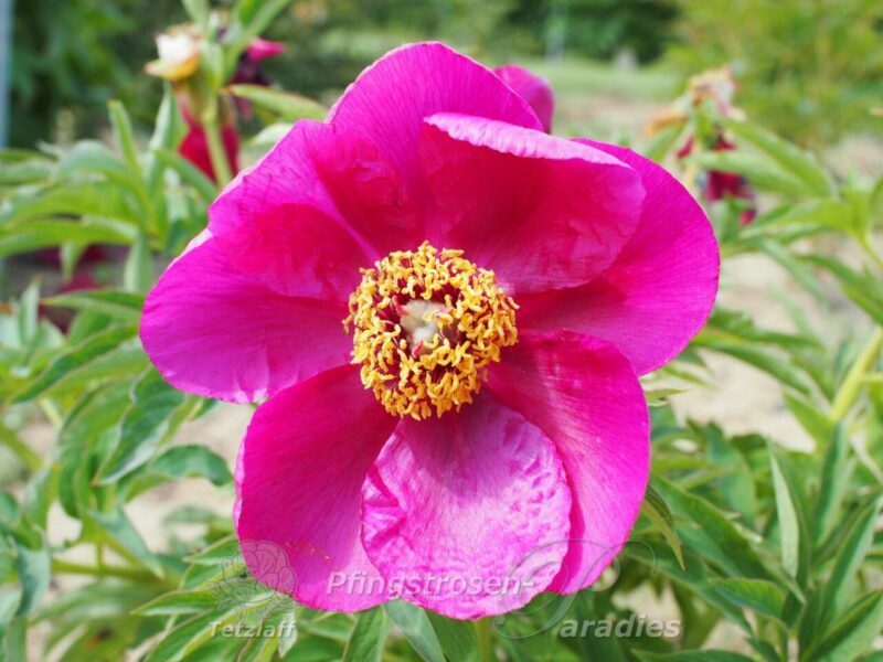 P. off. ssp. banatica