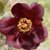 Paeonia delavayi Paeonia delavayi