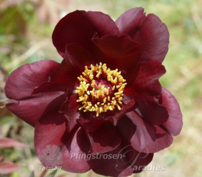 Paeonia delavayi