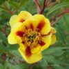 Paeonia lutea