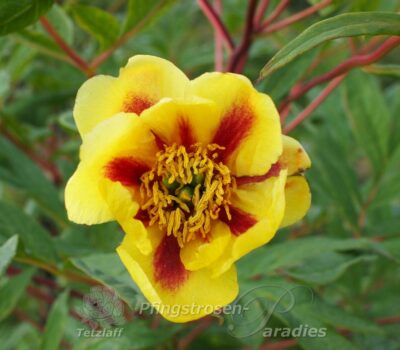 Paeonia lutea