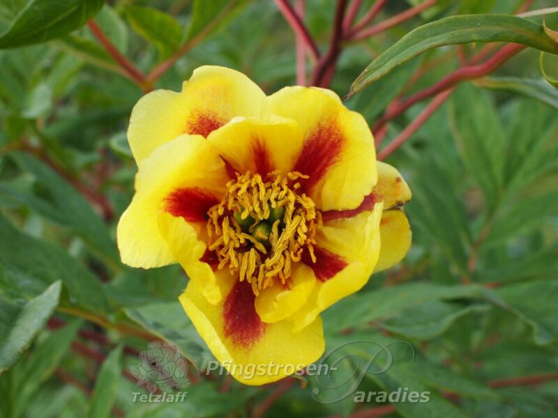 Paeonia lutea