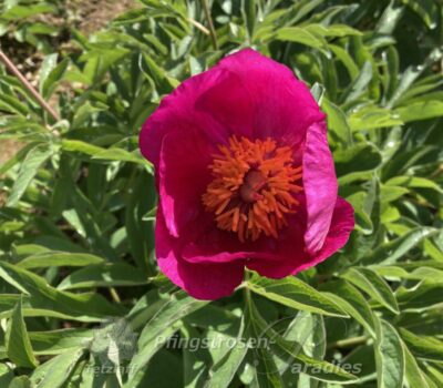 P. off. ssp. humilis var vilosa