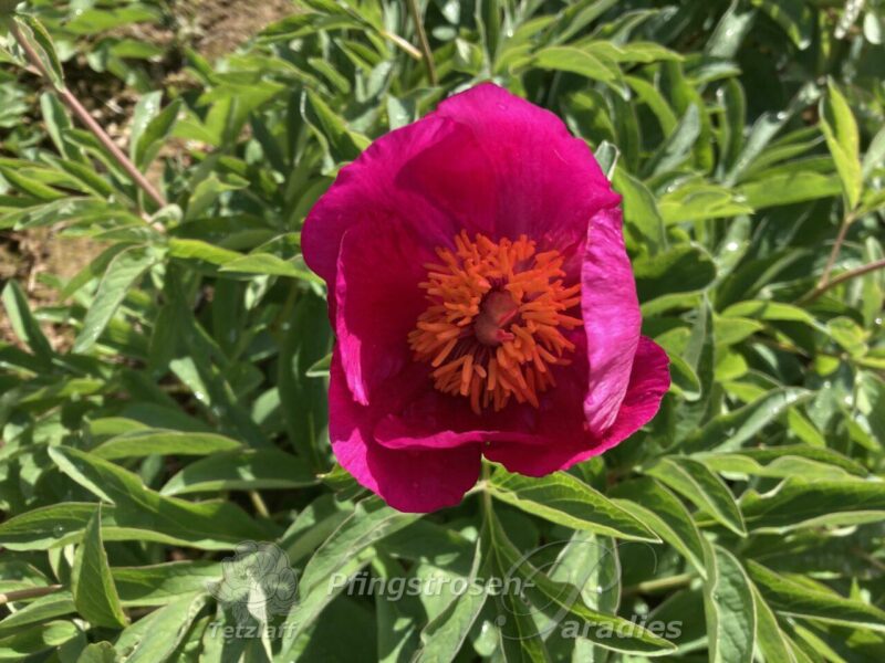 P. off. ssp. humilis var vilosa