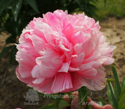 P. off. mutabilis pl.