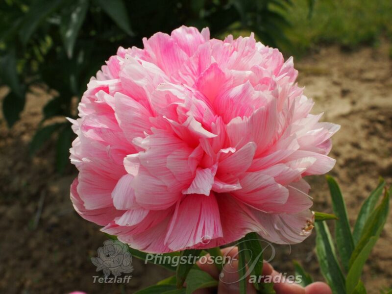 P. off. mutabilis pl.