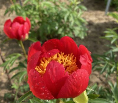 P. peregrina Fire King